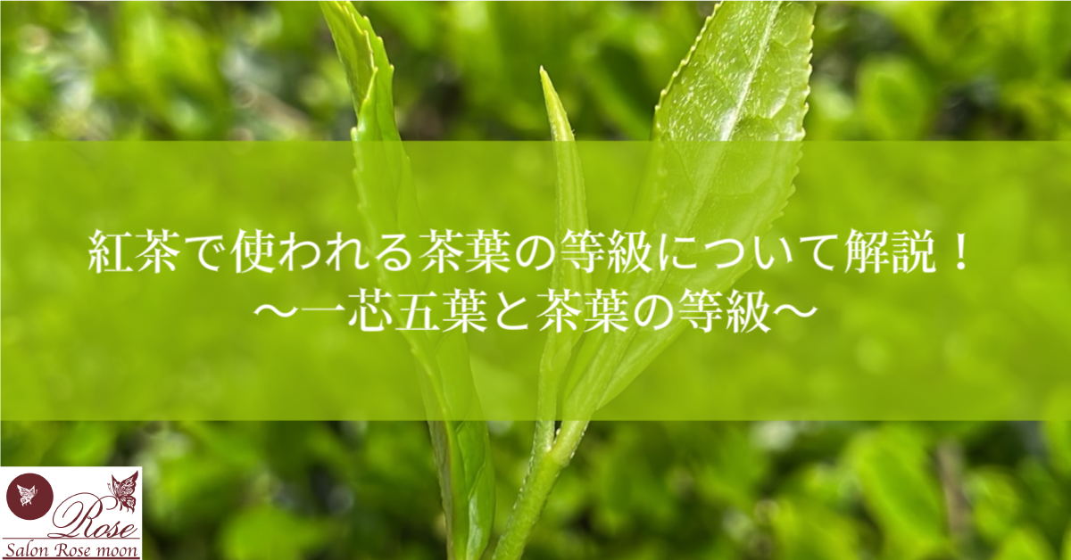 紅茶で使われる茶葉の等級（グレード）について解説 1「一芯五葉と茶葉の等級」／紅茶コラム[Tea’s column]