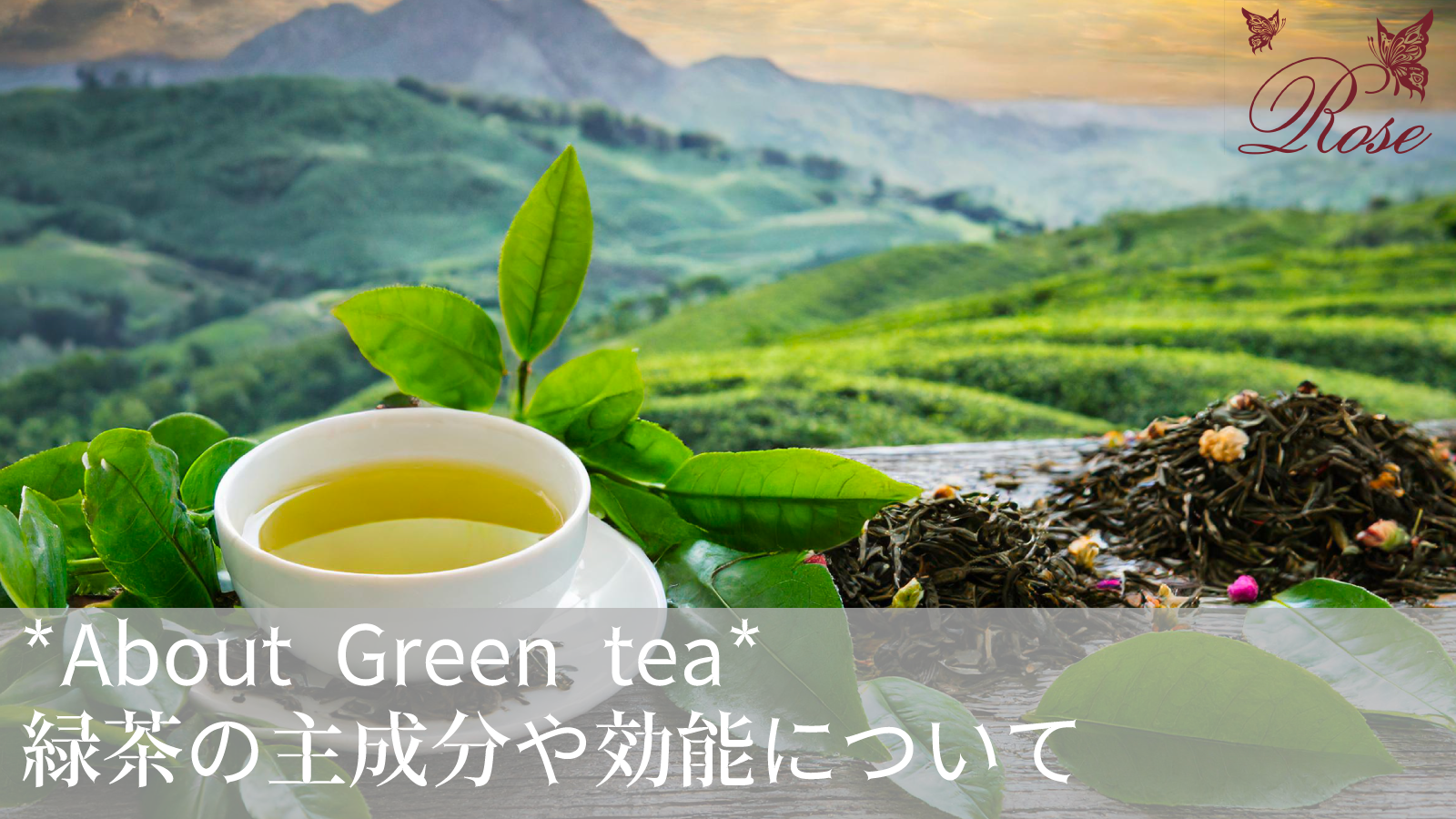 緑茶をハーブティーとして主成分や効能について解説