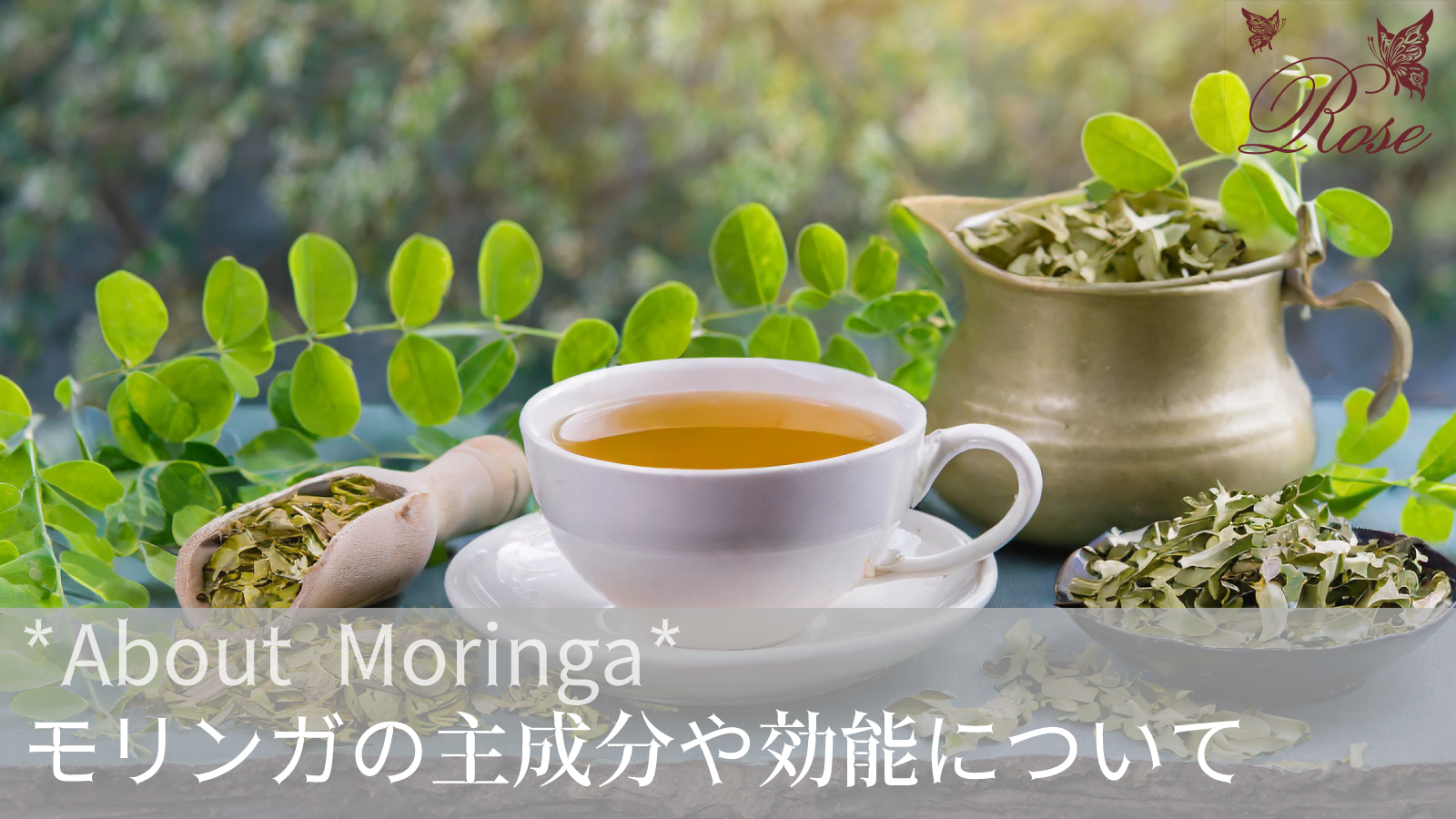 モリンガのハーブティーの主成分や効能について解説